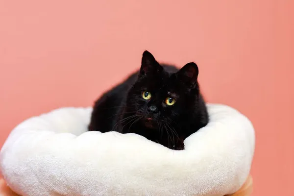 Kot do adopcji, Elbląg, 21 marca 2024 (2/2)