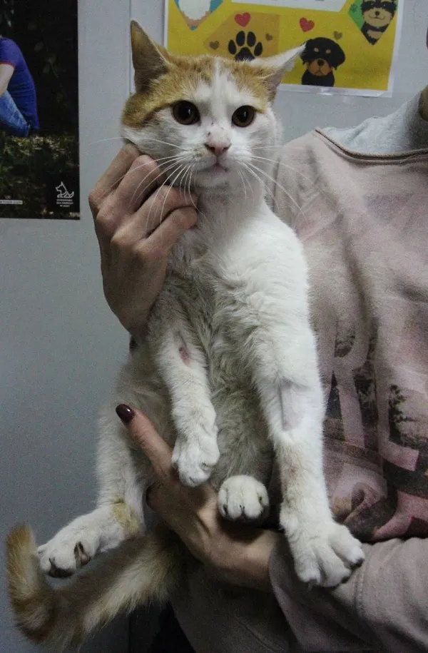 Znaleziono kota, Łódź, 3 kwietnia 2024 (3/5)