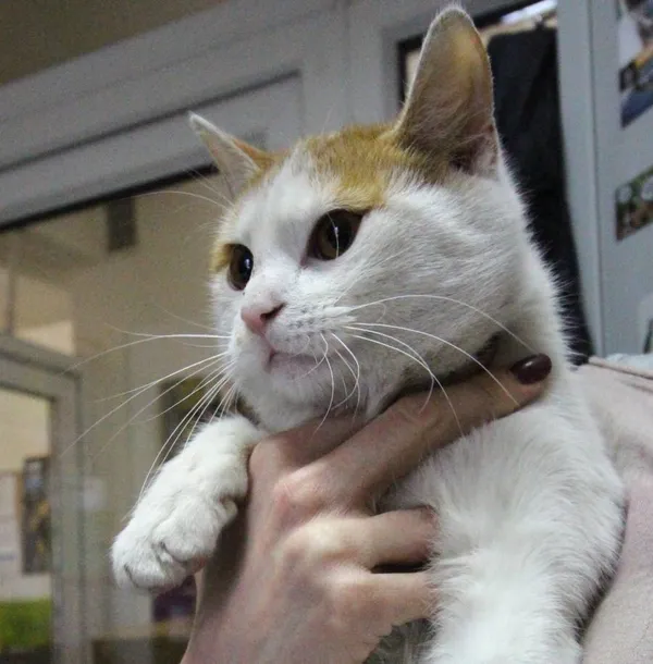 Znaleziono kota, Łódź, 3 kwietnia 2024 (4/5)