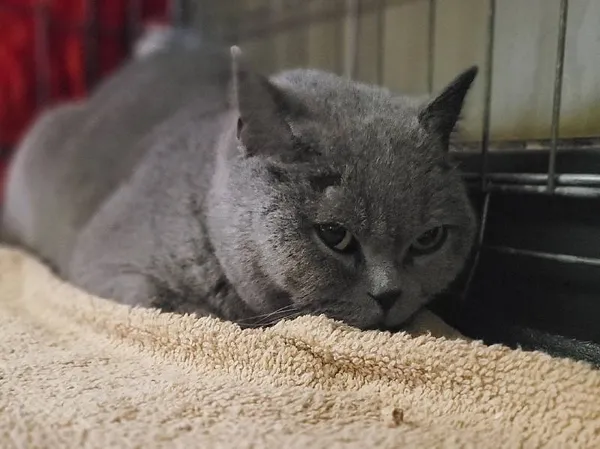 Znaleziono kota, Łódź, 3 kwietnia 2024 (2/4)