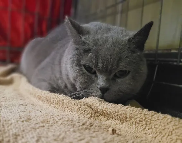 Znaleziono kota, Łódź, 3 kwietnia 2024 (4/4)