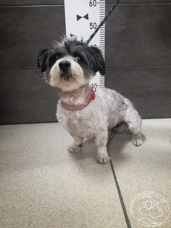 Znaleziono psa, Chełmek, 3 kwietnia 2024