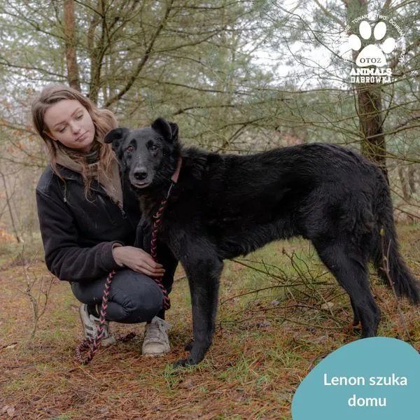 Pies do adopcji, Dąbrówka, 4 kwietnia 2024 (2/3)