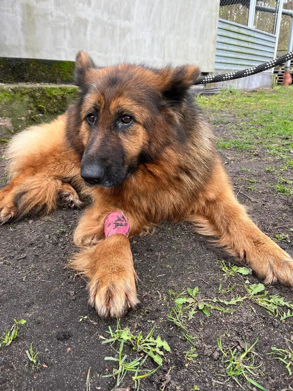 Pies do adopcji, Włocławek, 3 kwietnia 2024 (2/5)