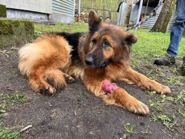 Pies do adopcji, Włocławek, 3 kwietnia 2024 (3/5)