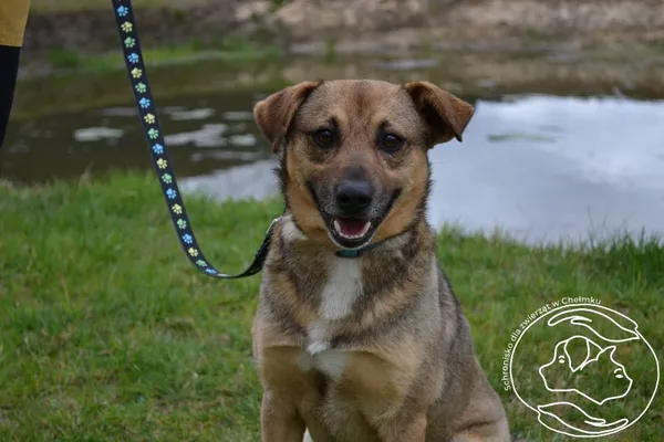 Pies do adopcji, Chełmek, 19 marca 2024