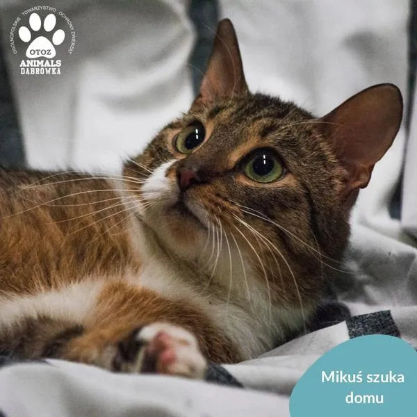 Kot do adopcji, Dąbrówka, 4 kwietnia 2024 (1/5)