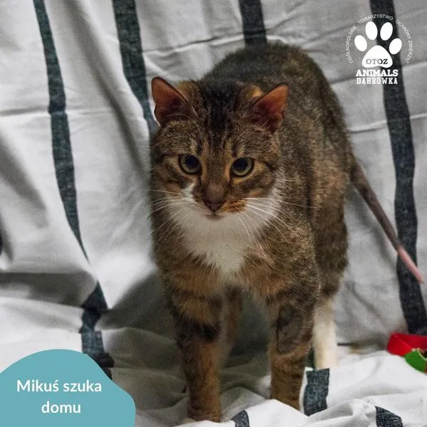 Kot do adopcji, Dąbrówka, 4 kwietnia 2024 (2/5)