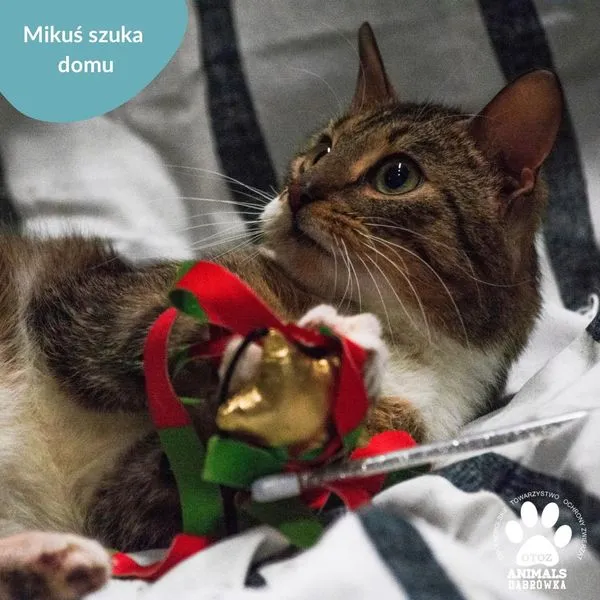 Kot do adopcji, Dąbrówka, 4 kwietnia 2024 (3/5)