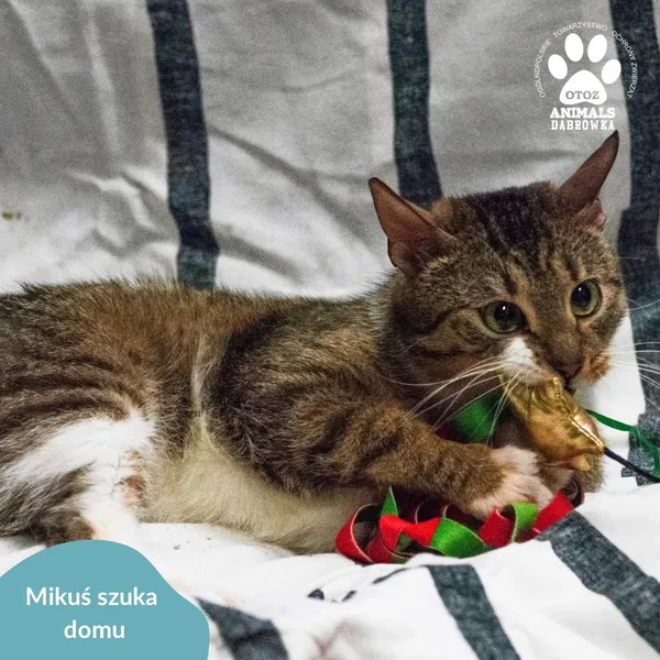 Kot do adopcji, Dąbrówka, 4 kwietnia 2024 (5/5)