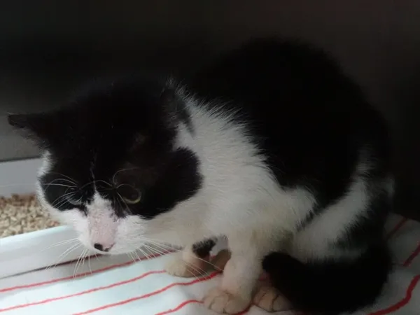 Znaleziono kota, Gdańsk, 4 kwietnia 2024