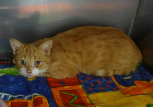 Znaleziono kota, Gdańsk, 4 kwietnia 2024