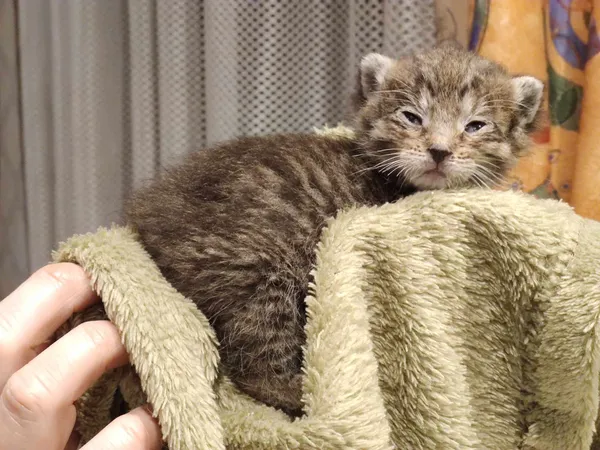 Znaleziono kota, Sosnowiec, 2 kwietnia 2024 (1/2)