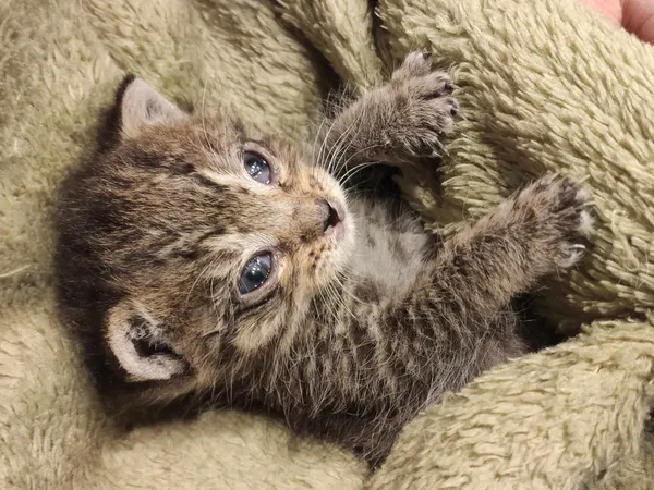 Znaleziono kota, Sosnowiec, 2 kwietnia 2024 (2/2)