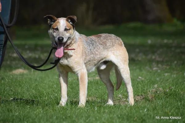 Znaleziono psa, Toruń, 15 marca 2024