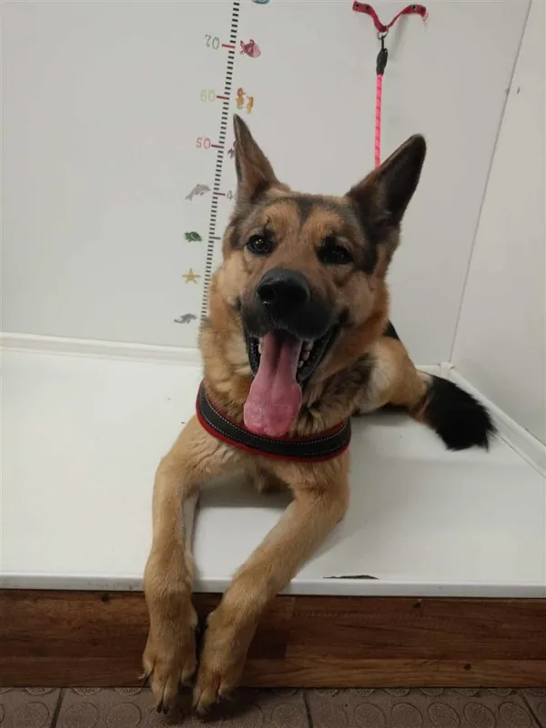 Pies do adopcji, Bytom, 5 kwietnia 2024 (1/2)