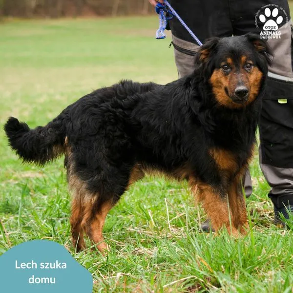 Pies do adopcji, Dąbrówka, 5 kwietnia 2024 (2/5)