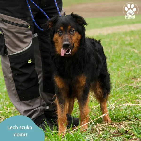 Pies do adopcji, Dąbrówka, 5 kwietnia 2024 (3/5)