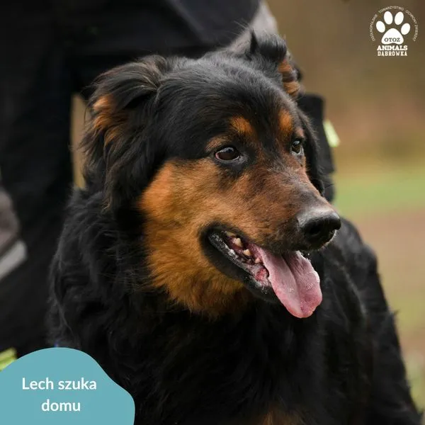 Pies do adopcji, Dąbrówka, 5 kwietnia 2024 (4/5)