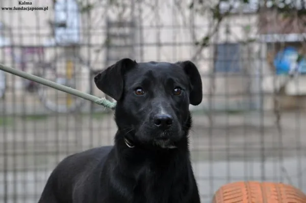 Pies do adopcji, Nowy Dwór Mazowiecki, 5 kwietnia 2024 (1/5)