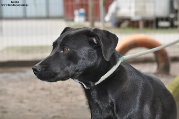 Pies do adopcji, Nowy Dwór Mazowiecki, 5 kwietnia 2024 (2/5)