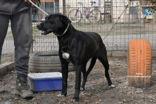 Pies do adopcji, Nowy Dwór Mazowiecki, 5 kwietnia 2024 (3/5)
