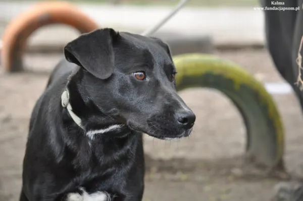 Pies do adopcji, Nowy Dwór Mazowiecki, 5 kwietnia 2024 (4/5)
