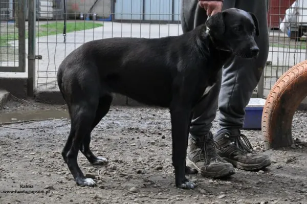 Pies do adopcji, Nowy Dwór Mazowiecki, 5 kwietnia 2024 (5/5)