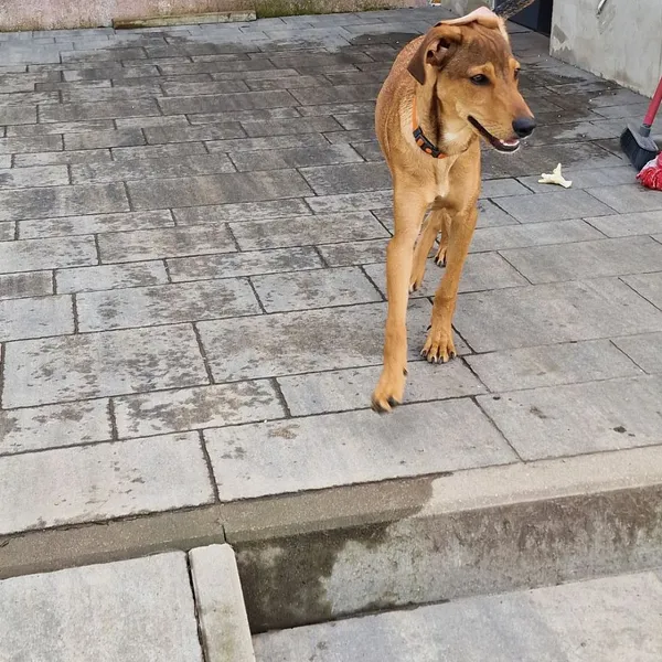 Znaleziono psa, Oborniki, 29 marca 2024 (3/5)