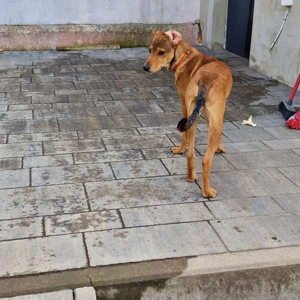 Znaleziono psa, Oborniki, 29 marca 2024 (4/5)