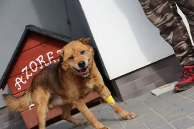 Znaleziono psa, Oborniki, 19 marca 2024 (1/5)