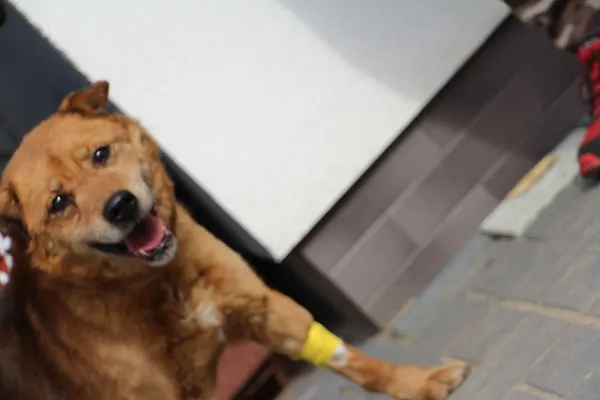 Znaleziono psa, Oborniki, 19 marca 2024 (5/5)