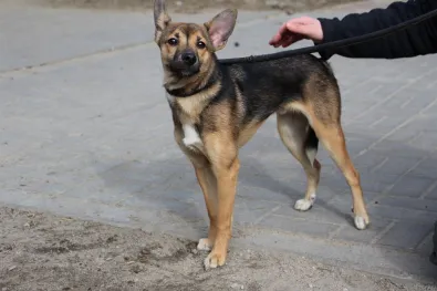 Znaleziono psa, Oborniki, 19 marca 2024 (1/5)