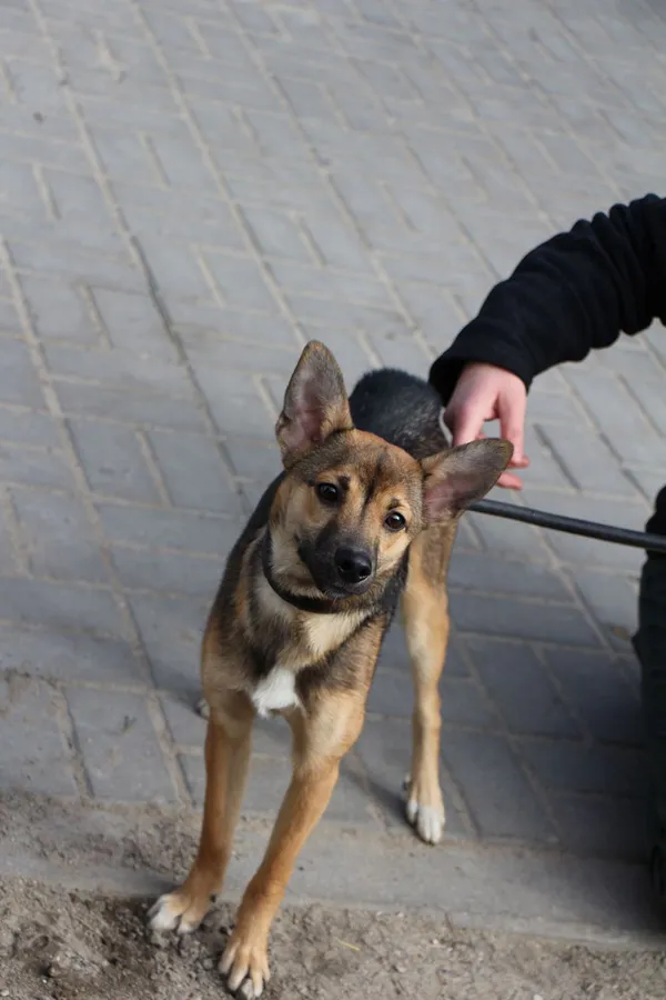 Znaleziono psa, Oborniki, 19 marca 2024 (2/5)