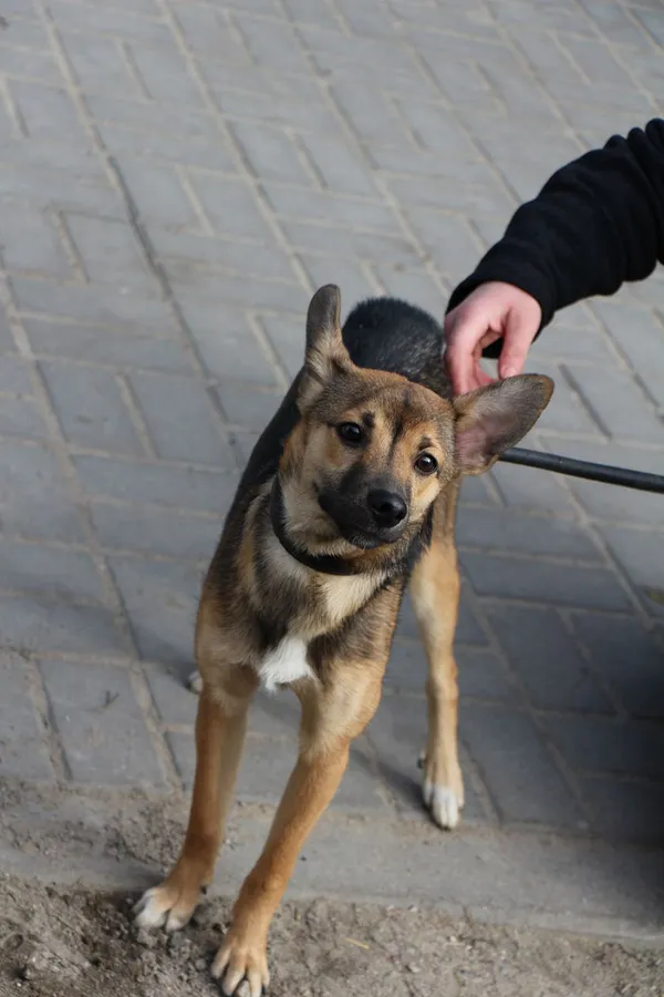 Znaleziono psa, Oborniki, 19 marca 2024 (3/5)