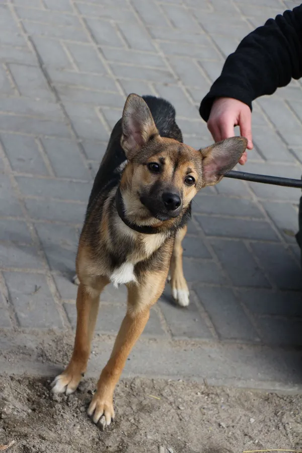 Znaleziono psa, Oborniki, 19 marca 2024 (4/5)