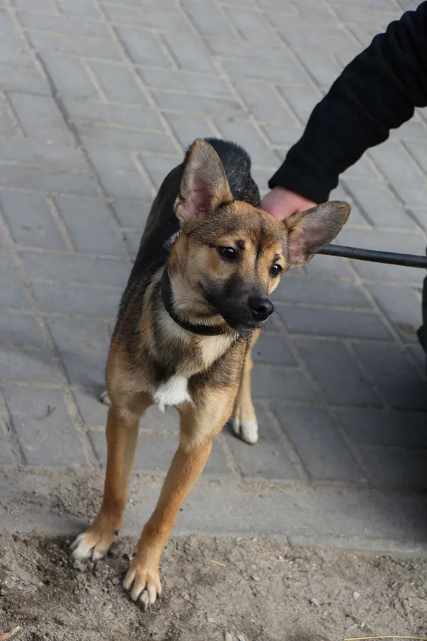 Znaleziono psa, Oborniki, 19 marca 2024 (5/5)