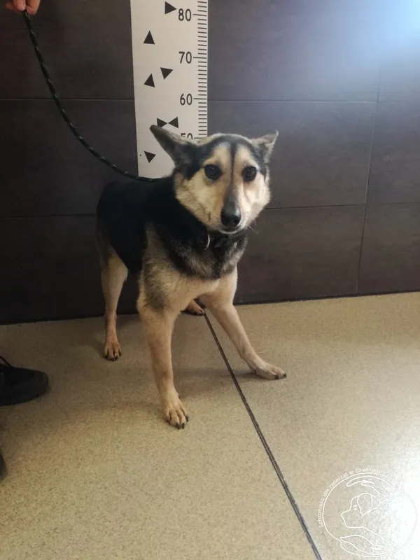 Znaleziono psa, Chełmek, 4 kwietnia 2024