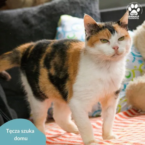 Kot do adopcji, Dąbrówka, 5 kwietnia 2024 (2/5)