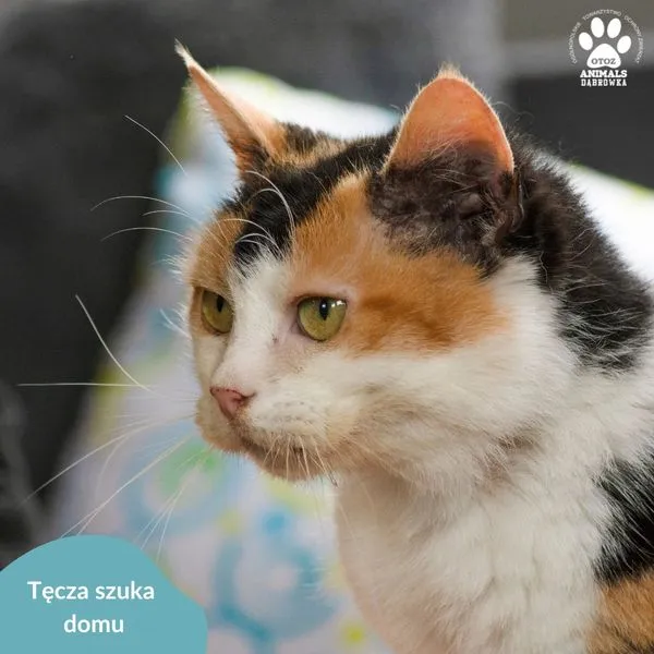 Kot do adopcji, Dąbrówka, 5 kwietnia 2024 (4/5)