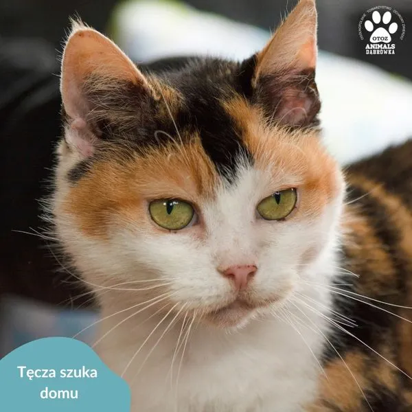 Kot do adopcji, Dąbrówka, 5 kwietnia 2024 (5/5)