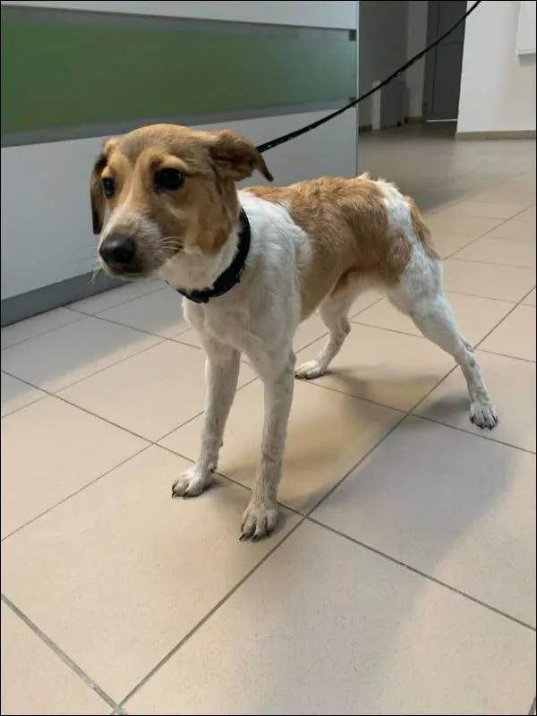 Znaleziono psa, Grudziądz, 4 kwietnia 2024