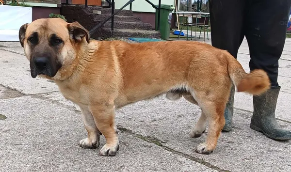 Znaleziono psa, Pieckowo, 5 kwietnia 2024 (1/2)