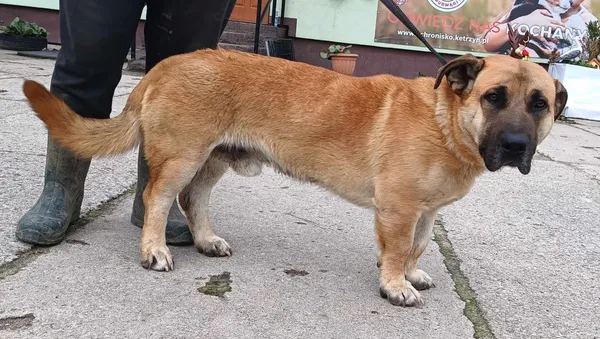 Znaleziono psa, Pieckowo, 5 kwietnia 2024 (2/2)