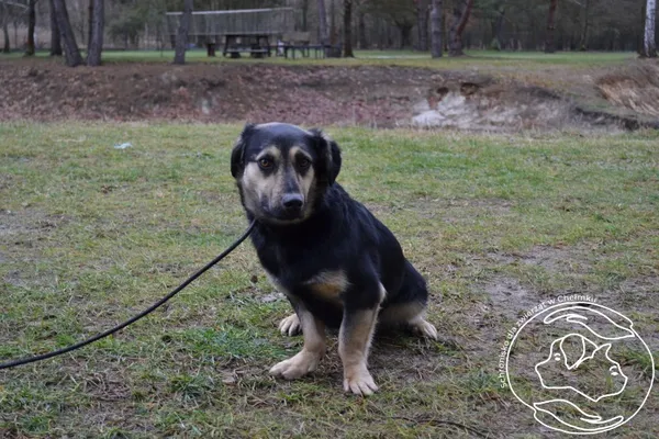 Pies do adopcji, Chełmek, 27 lutego 2023