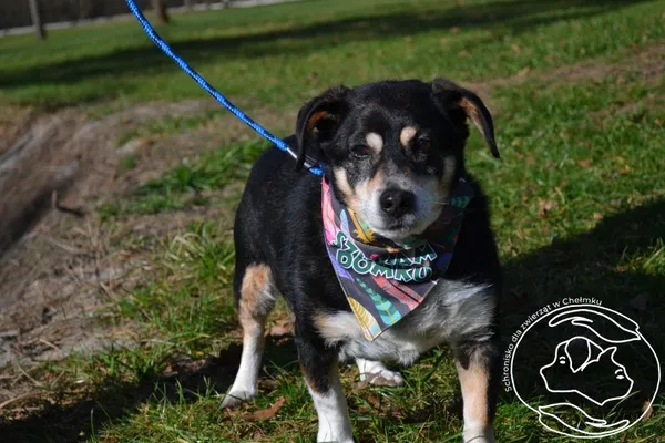 Pies do adopcji, Chełmek, 1 stycznia 2023