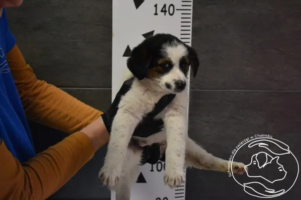 Znaleziono psa, Chełmek, 5 kwietnia 2024