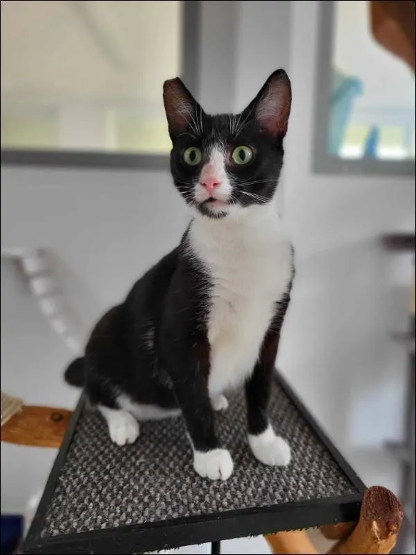 Znaleziono kota, Grudziądz, 31 stycznia 2024