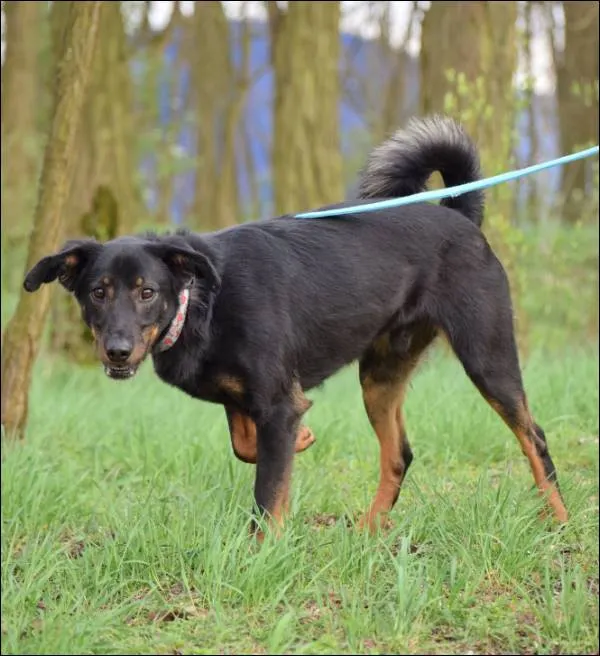 Znaleziono psa, Grudziądz, 28 grudnia 2020