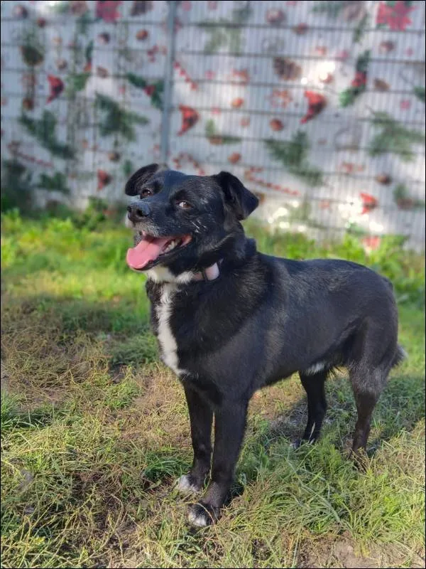 Znaleziono psa, Grudziądz, 3 lutego 2023